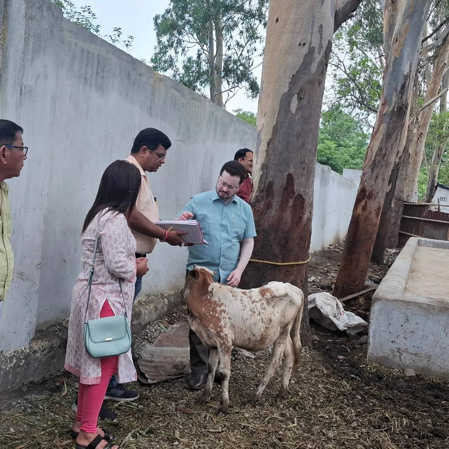 Gudh for Cows in Winter