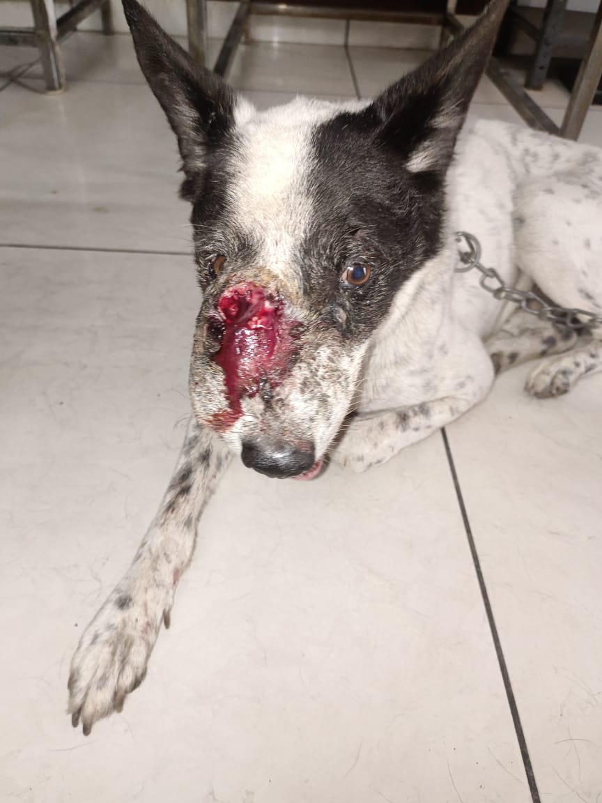 Moments of Hope: Animal Rescues