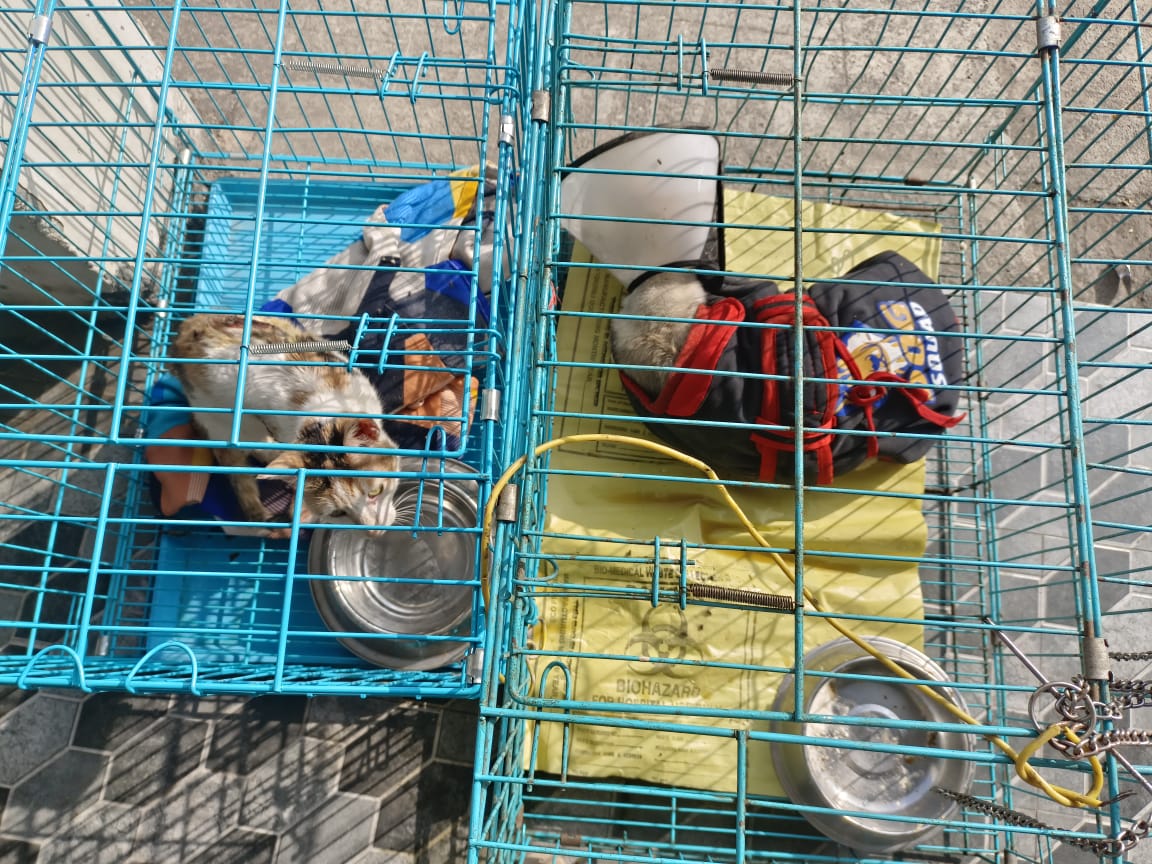 Moments of Recovery: Rescued Animals