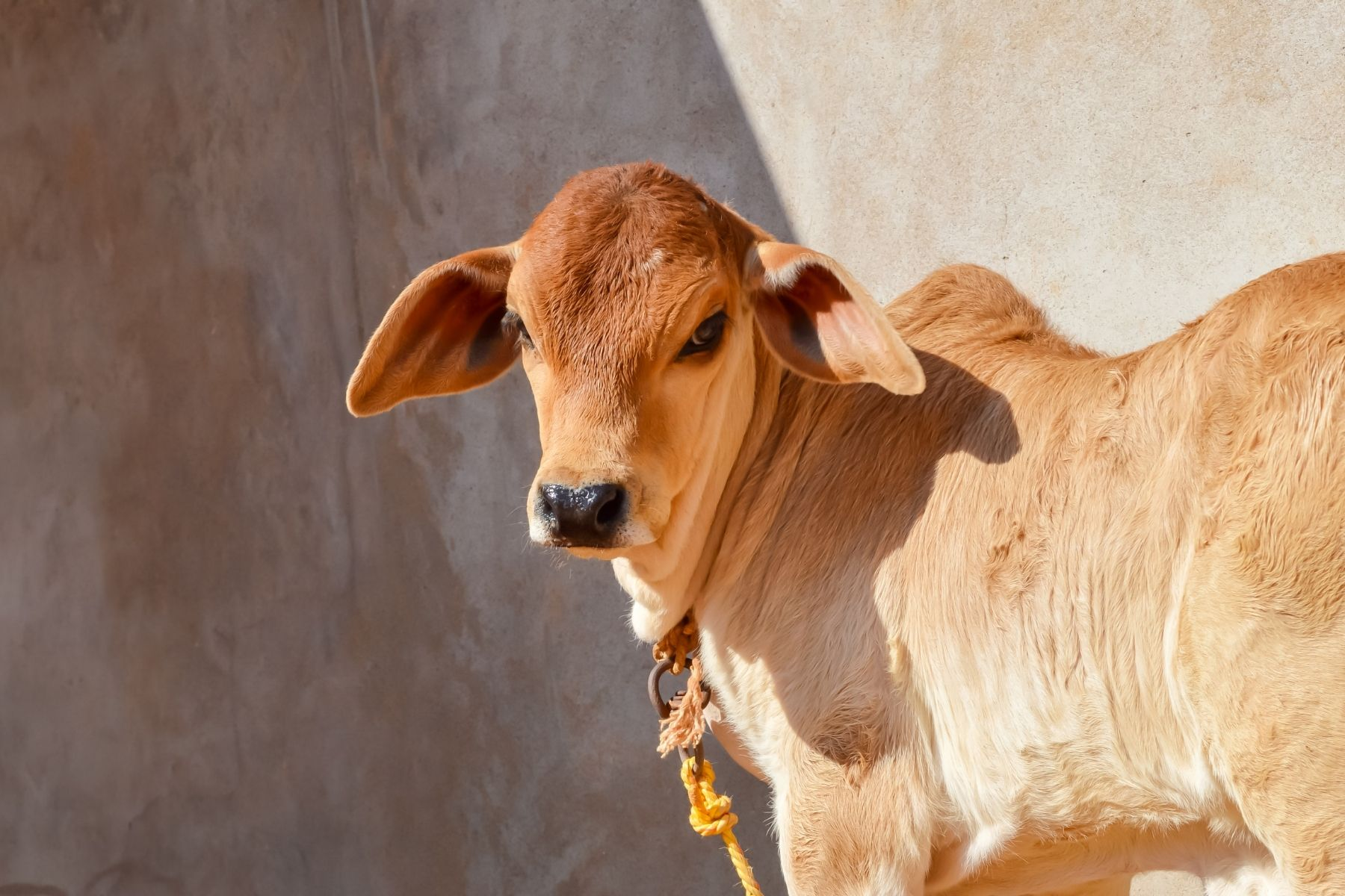 Offering help to cows can earn the blessings of goddess durga and enhance spiritual benefits