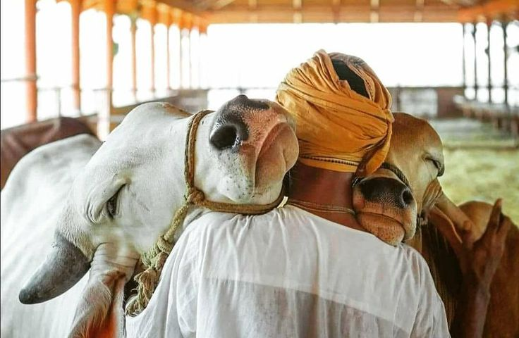 Offering help to cows can earn the blessings of goddess durga and enhance spiritual benefits