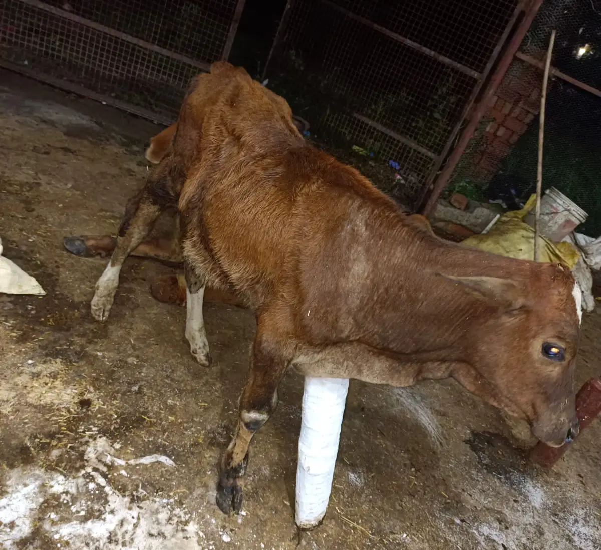 Rescued from the Highway: Gauri's Journey to Recovery
