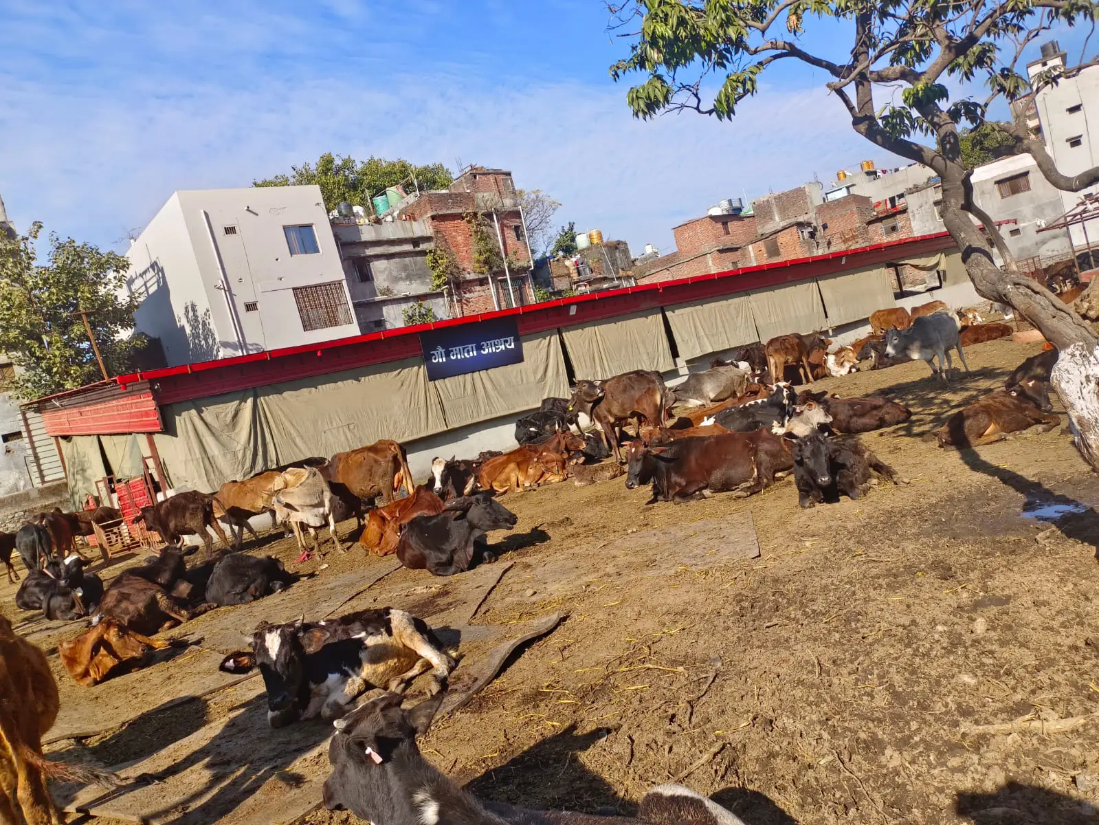 A Day in the Life at Our Gau Shelter